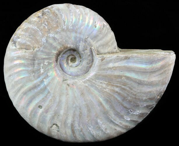 Silver Iridescent Ammonite - Madagascar #51498
